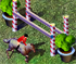 Show Jumping